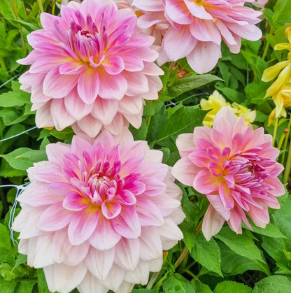 Dahlia Fairway Pilot