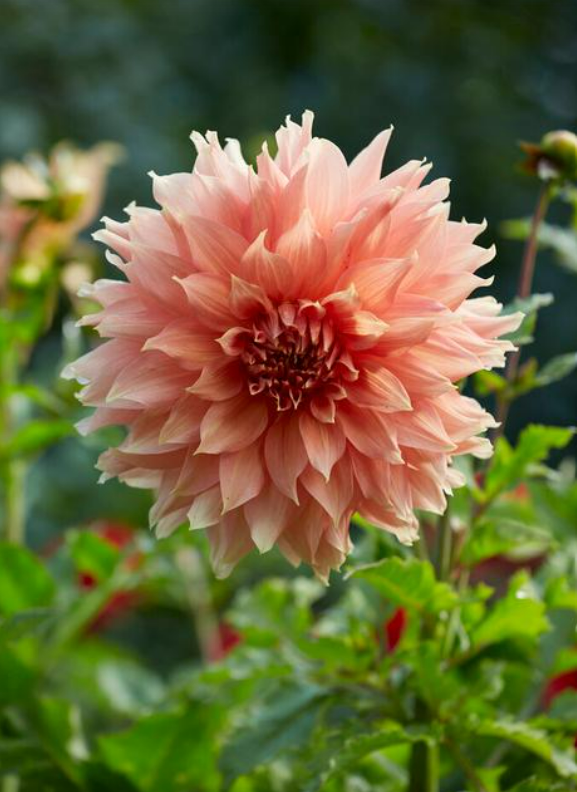 Dahlia Fairway Spur