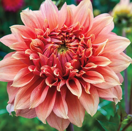Dahlia Fairway Spur