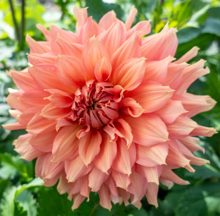 Dahlia Fairway Spur