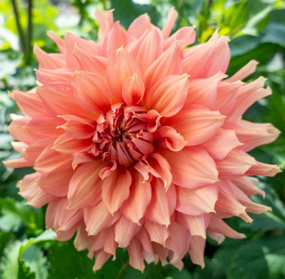 Dahlia Fairway Spur