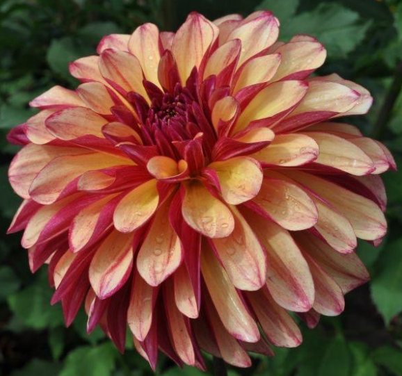 Dahlia Gitts Crazy