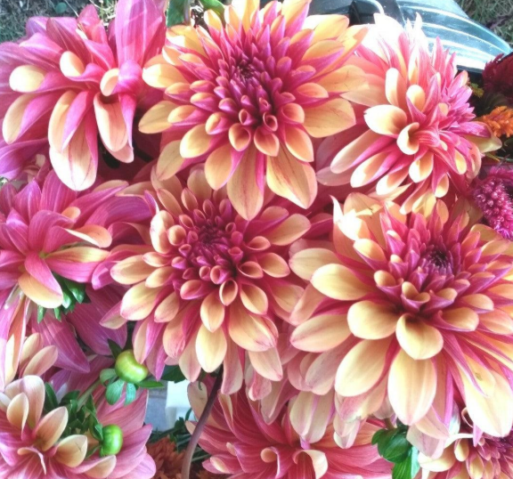 Dahlia Gitts Crazy