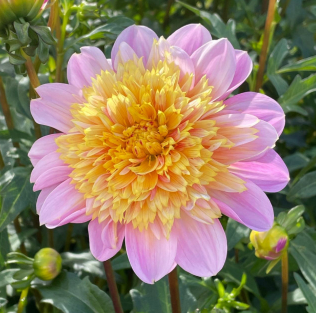 Dahlia Lifestyle