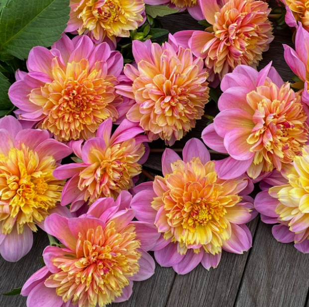 Dahlia Lifestyle