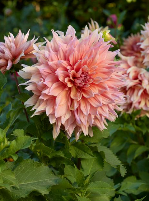 Dahlia Mango Madness