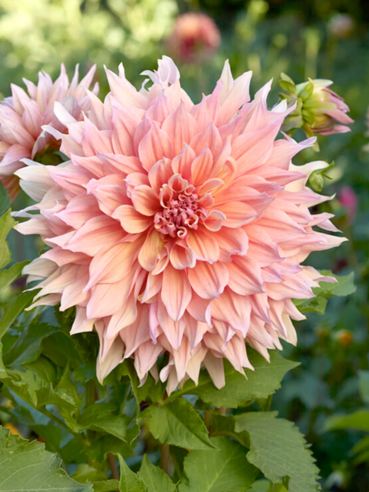 Dahlia Mango Madness