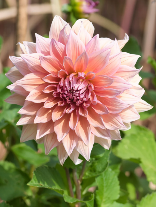 Dahlia Mango Madness
