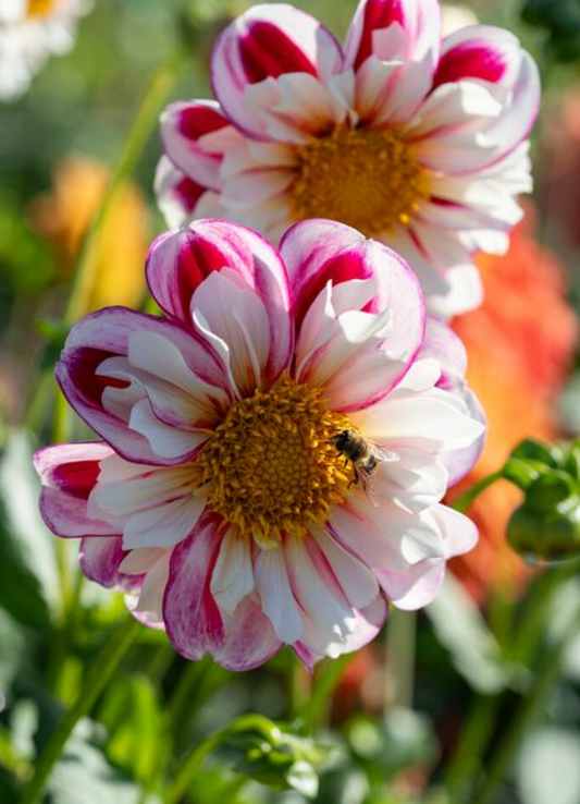 Dahlia Bumble Rumble