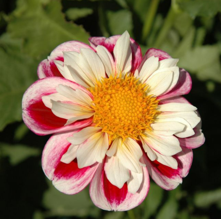 Dahlia Bumble Rumble