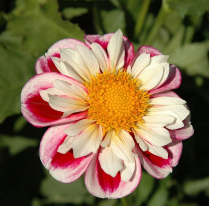 Dahlia Bumble Rumble