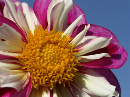 Dahlia Bumble Rumble