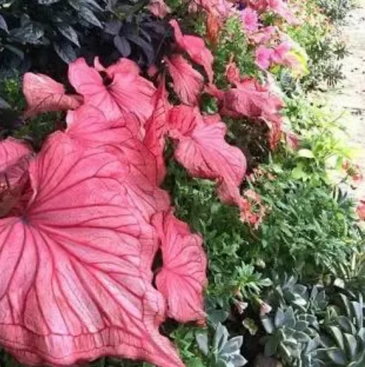 Caladium Desert Sunset