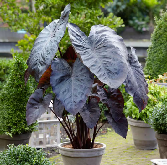 Diamond Head Elephant Ear