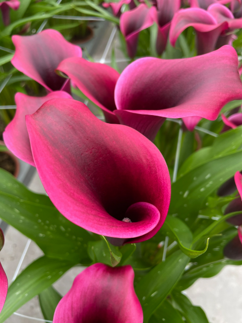 Calla Dior