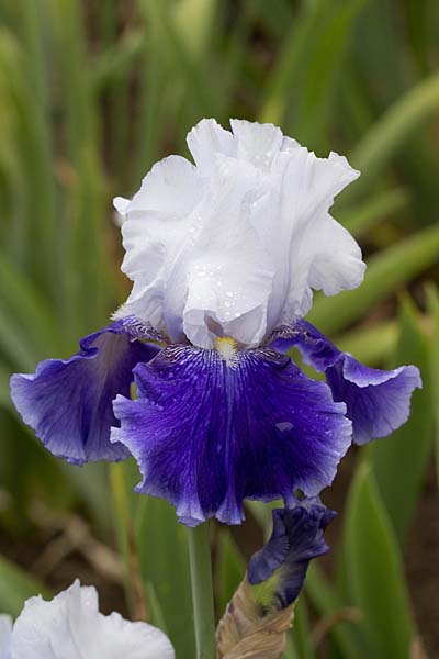 Bearded Iris Drifting