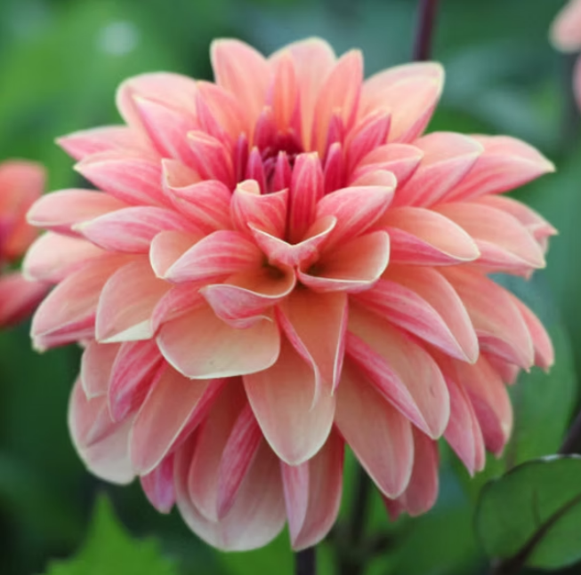 Dahlia Dutch Delight