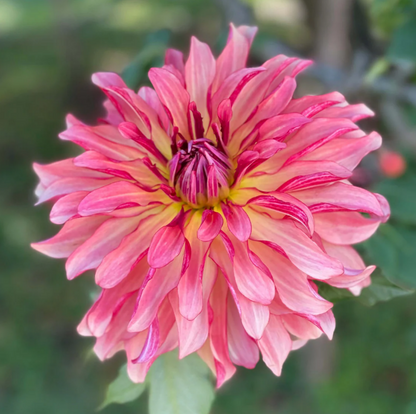 Dahlia Dutch Delight