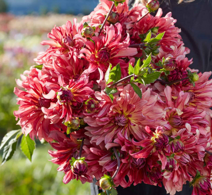 Dahlia Dutch Delight