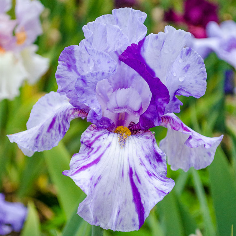 Bearded Iris Elainealope