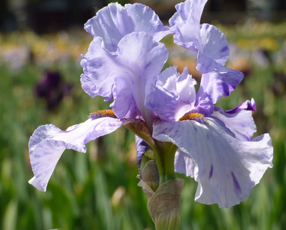 Bearded Iris Elainealope