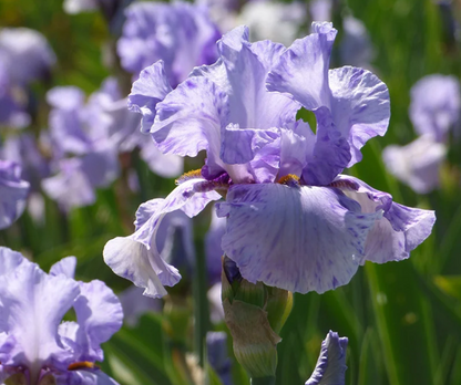 Bearded Iris Elainealope