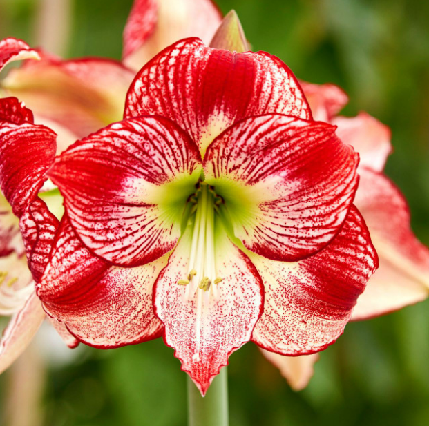 Amaryllis Flamenco Queen