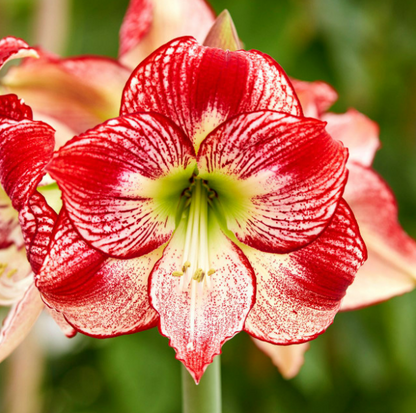 Amaryllis Flamenco Queen