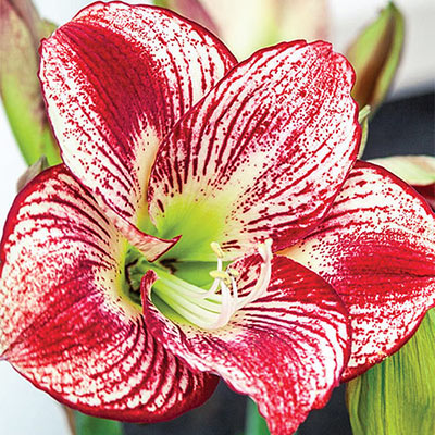 Amaryllis Flamenco Queen