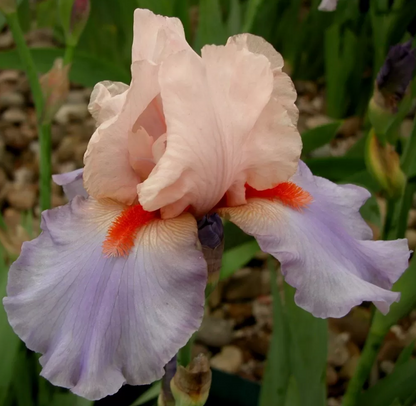 Bearded Iris French Cancan