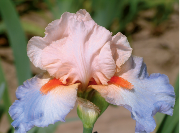 Bearded Iris French Cancan