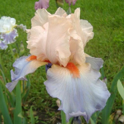 Bearded Iris French Cancan
