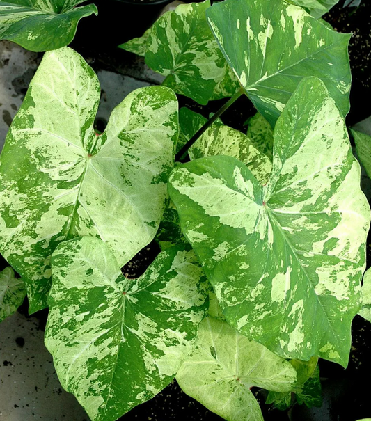 Caladium Frog in a Blender