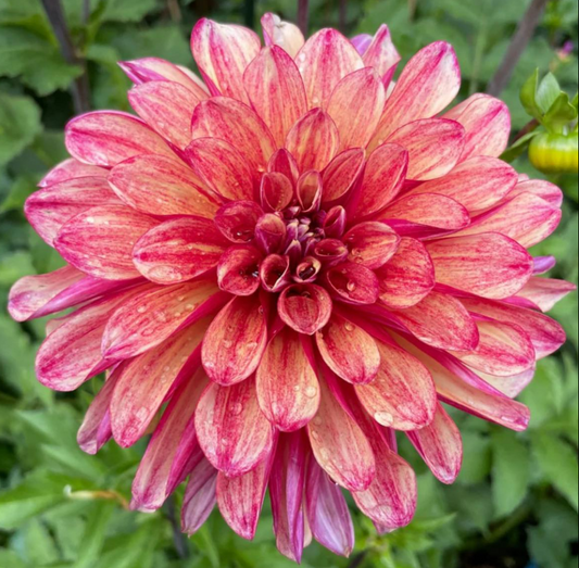 Dahlia Gitts Crazy