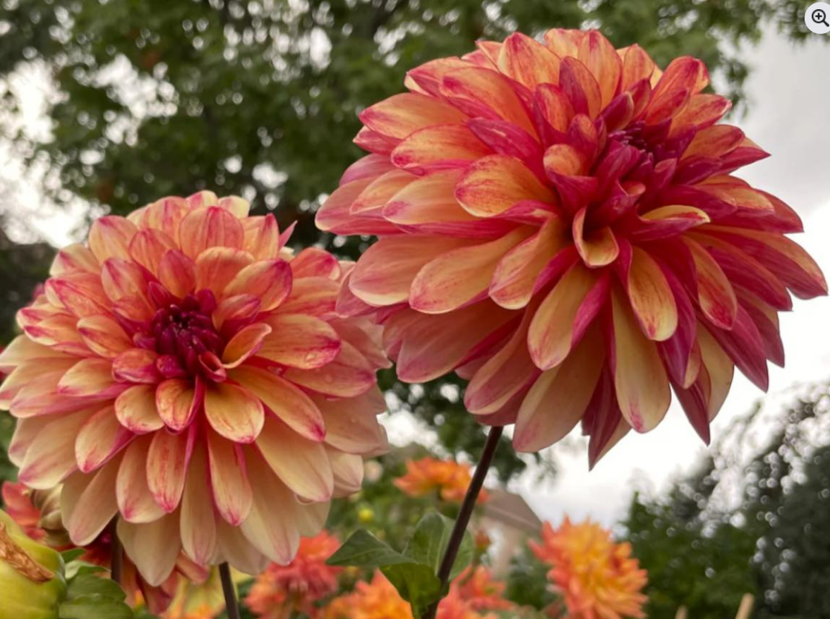 Dahlia Gitts Crazy