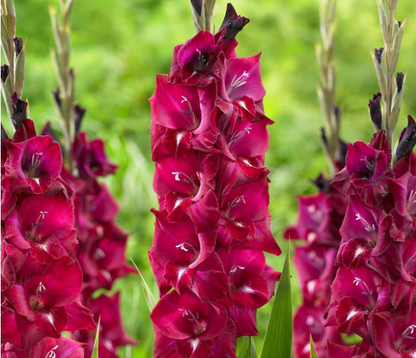 Gladiolus Bizet