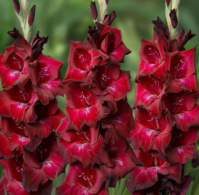 Gladiolus Bizet
