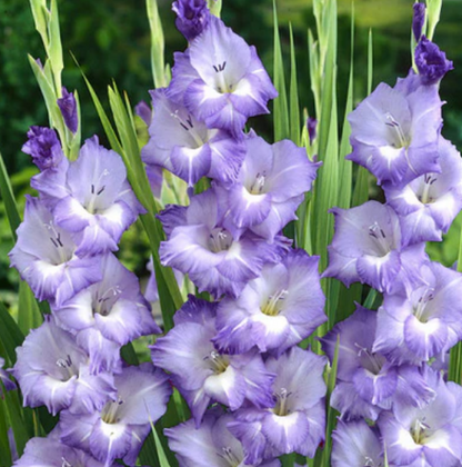 Gladiolus Blue Storm