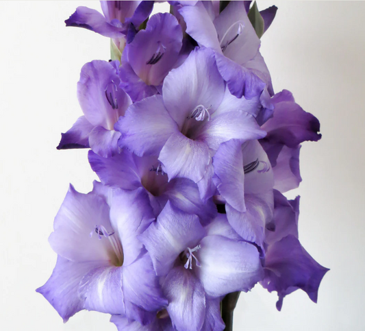 Gladiolus Blue Storm