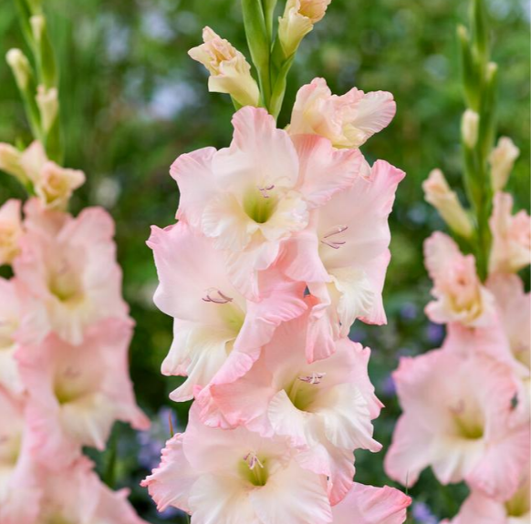 Gladiolus Careless