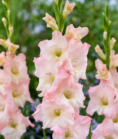 Gladiolus Careless