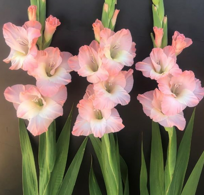 Gladiolus Careless