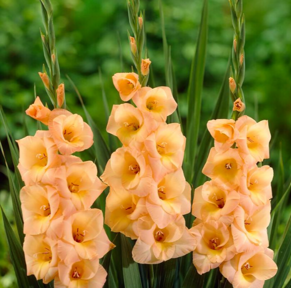 Gladiolus Esta Bonita