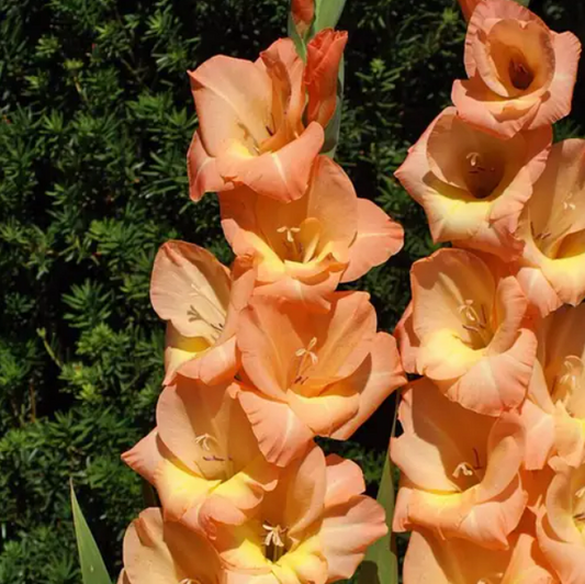 Gladiolus Esta Bonita