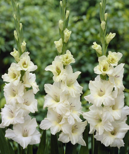 Gladiolus Ivory Priscilla