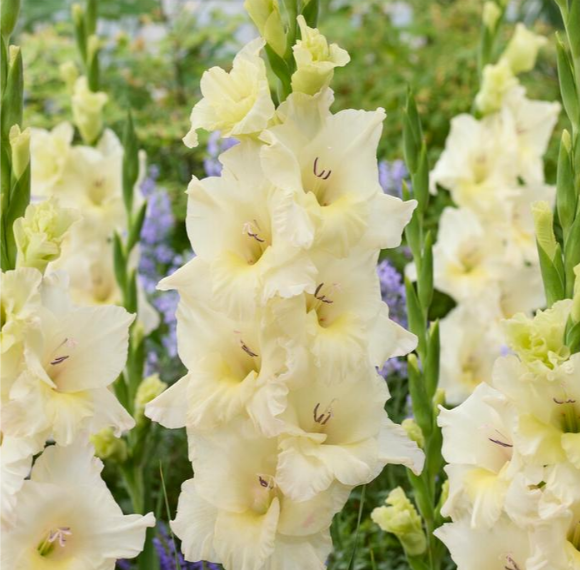 Gladiolus Ivory Priscilla