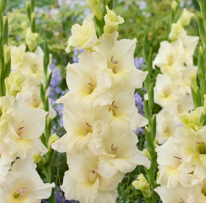 Gladiolus Ivory Priscilla
