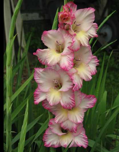 Gladiolus Priscilla