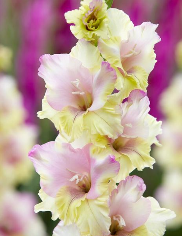 Gladiolus Mon Amour