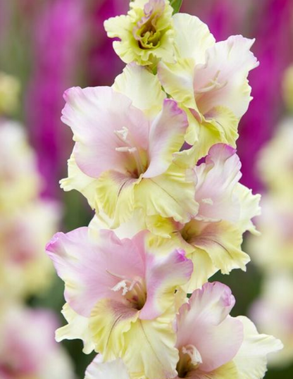 Gladiolus Mon Amour